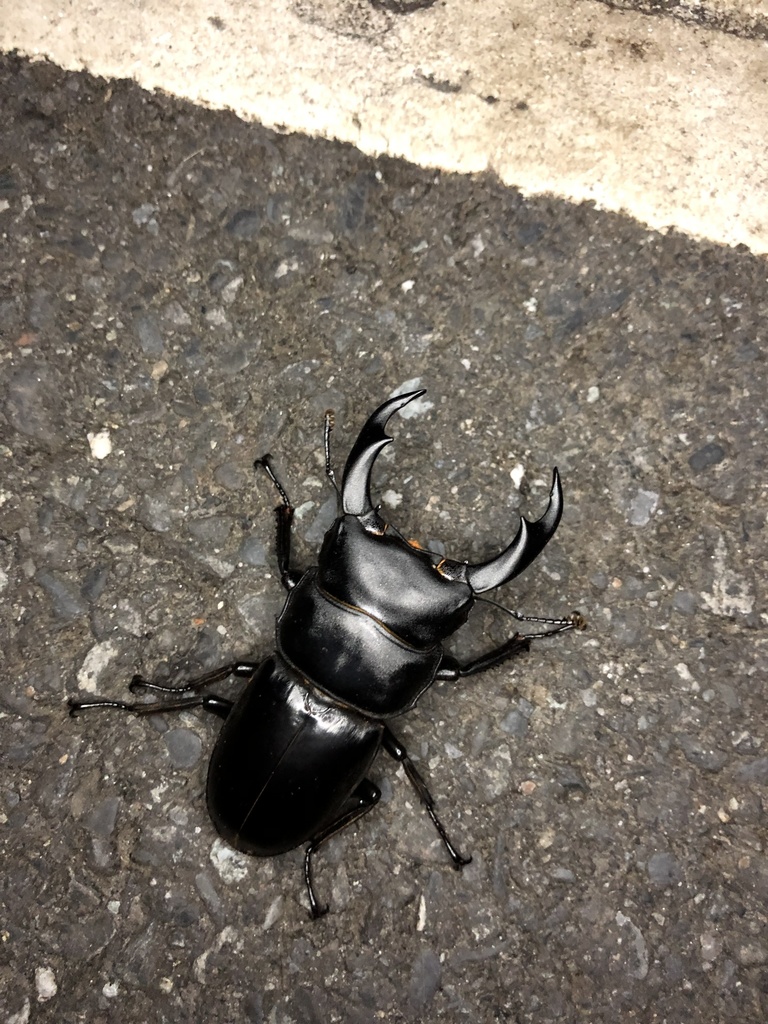 Dorcus schenklingi in July 2019 by Ben Liu · iNaturalist