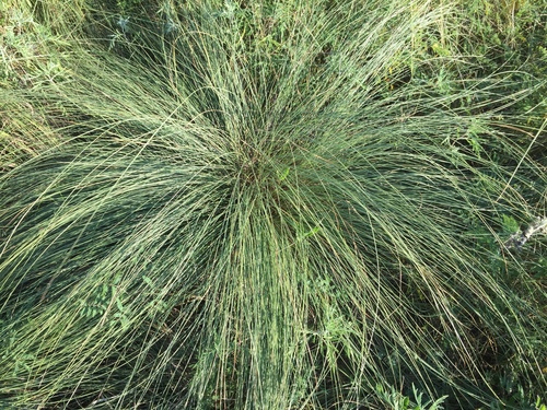 Silveus' dropseed (Sporobolus silveanus)