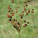 Large Grass-leaved Rush - Photo (c) Flown Kimmerling, all rights reserved, uploaded by Flown Kimmerling