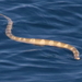 Spine-bellied Sea Snake - Photo (c) Rémi Bigonneau, all rights reserved, uploaded by Rémi Bigonneau