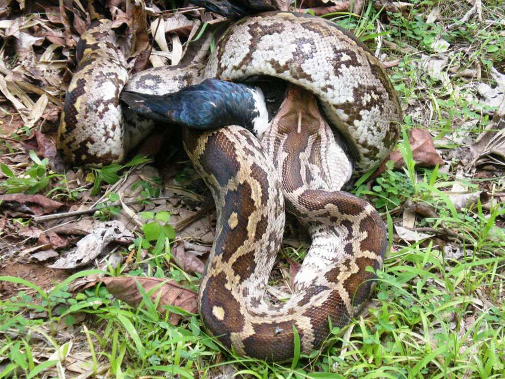 Indian Python in July 2008 by BiRdeR BäBä · iNaturalist