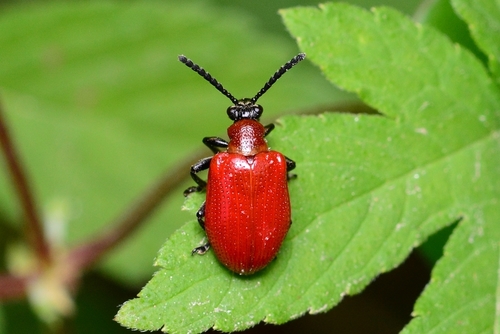 Lilioceris rugata · iNaturalist