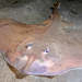 Mediterranean Starry Skate - Photo (c) AILERONS, all rights reserved, uploaded by AILERONS