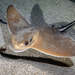 Common Eagle Ray - Photo (c) AILERONS, all rights reserved, uploaded by AILERONS