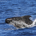 Long-finned Pilot Whale - Photo (c) Yeray Seminario, all rights reserved, uploaded by Yeray Seminario