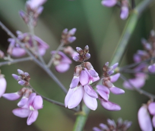 Machaerium amplum