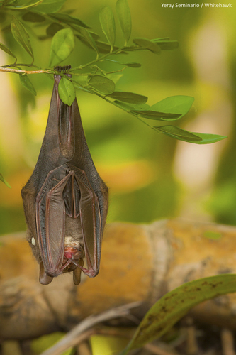 wrinkle-faced bat
