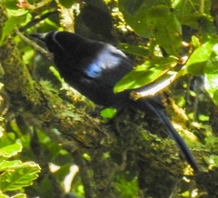 Cyanolyca argentigula image