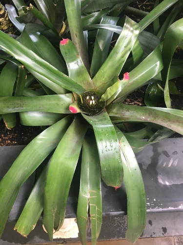 Neoregelia spectabilis (Neoregelia spectabilis)