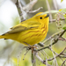 Yellow Warbler - Photo (c) William Wise, all rights reserved, uploaded by William Wise