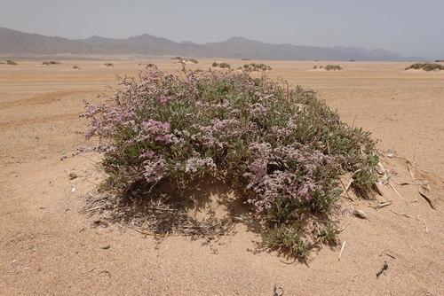Limonium axillare