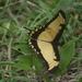 Papilio thersites - Photo (c) Johnny Wilson, todos los derechos reservados, subido por Johnny Wilson