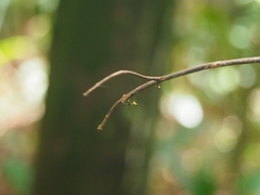 Micrathena duodecimspinosa image