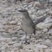 Bahama Mockingbird (Jamaica) - Photo (c) Johnny Wilson, all rights reserved, uploaded by Johnny Wilson