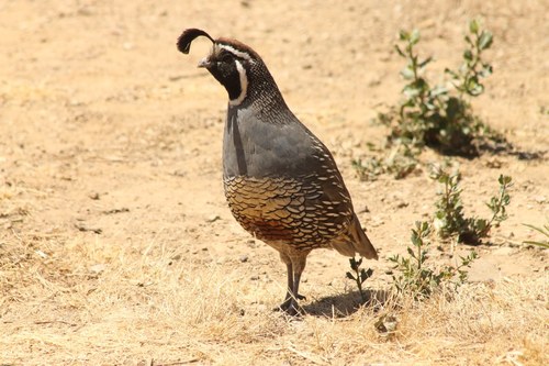 iNaturalist observation photo of California Quail