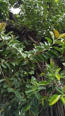 Ficus elastica image
