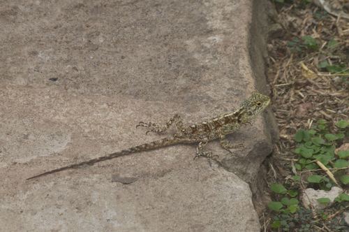 Uganda blue-headed tree agama