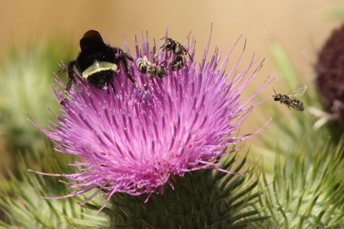 iNaturalist observation photo of Seladonia