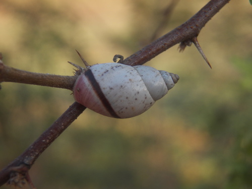 Mesembrinus moritinctus