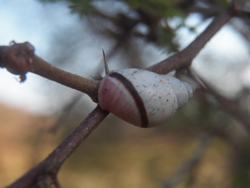 Mesembrinus moritinctus