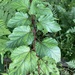 Rubus grayanus - Photo (c) Mark Hostetler, todos los derechos reservados, subido por Mark Hostetler