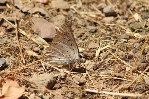 iNaturalist observation photo of Great Copper