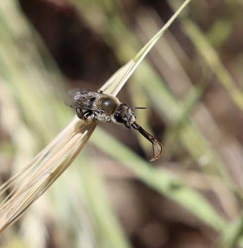 iNaturalist observation photo of Synhalonia
