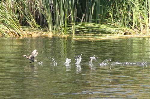 iNaturalist observation photo of Pied-billed Grebe