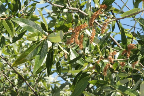 iNaturalist observation photo of red willow