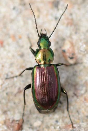 Agonum cupripenne (Say, 1823)