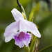 Sobralia rosea - Photo (c) Rudy Gelis, all rights reserved, uploaded by Rudy Gelis