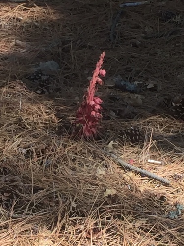 iNaturalist observation photo of Snowplant