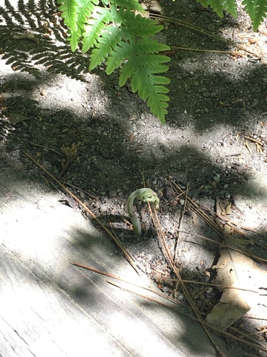 iNaturalist observation photo of common bracken