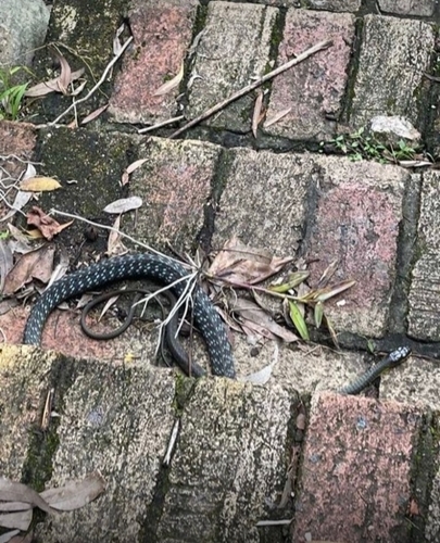 Common Tree Snake sighting