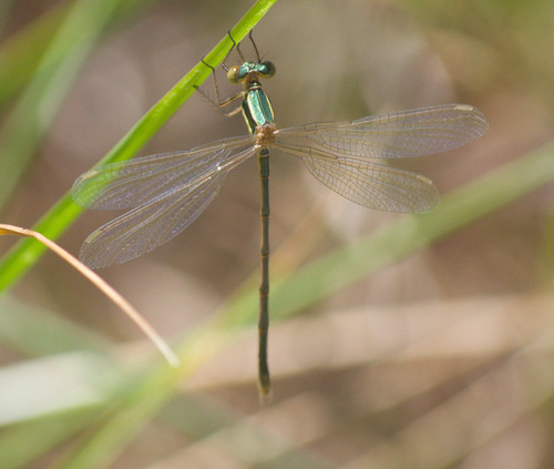 Migrant Spreadwing