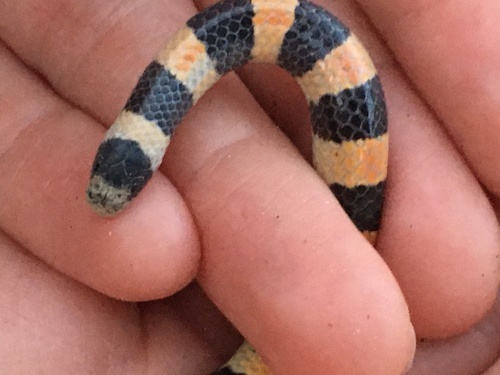 Banded Sand Snake
