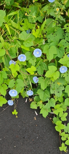 Japanese morning glory
