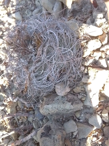 Goat's-horn Cactus