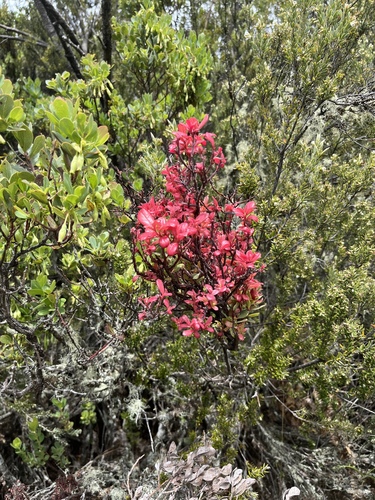 Exobasidium darwinii
