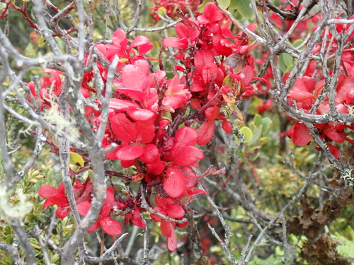 Exobasidium darwinii