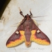 Pachynoa hyalosticta - Photo (c) Roger C. Kendrick, all rights reserved, uploaded by Roger C. Kendrick