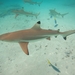 Blacktip Reef Shark - Photo (c) Lei Lani Stelle, all rights reserved, uploaded by Lei Lani Stelle