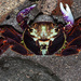 Purple Rock Crab - Photo (c) williamdomenge9, all rights reserved, uploaded by williamdomenge9