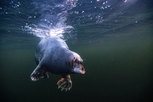 Bearded Seal