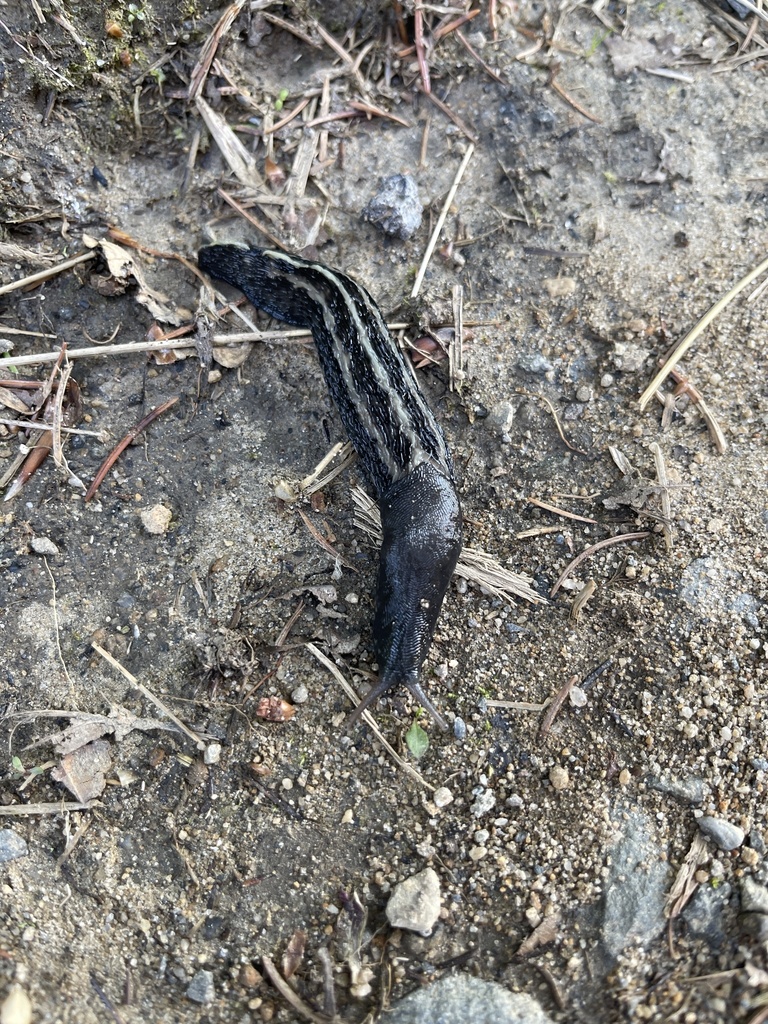 Ash-black Slug from Dolní Lomná, Moravia-Silesia, CZ on June 27, 2021 ...