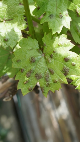 Grape Erineum Mite