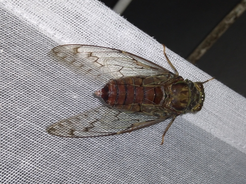 Pomponia subtilita · iNaturalist