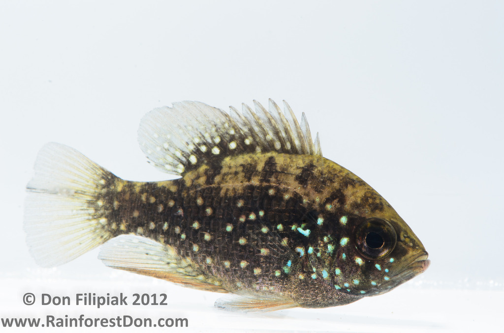 Bluespotted Sunfish – Live Aquaponics