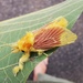 Barisania honeyi - Photo 由 Cheryl Stinchcomb 所上傳的 (c) Cheryl Stinchcomb，保留所有權利