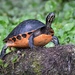 Florida Redbelly Turtle - Photo (c) cbrucecochrane, all rights reserved